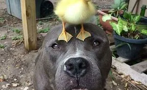 50 Uplifting Dog Posts To Make Your Day Better (New Pics)