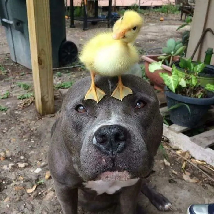 Frens