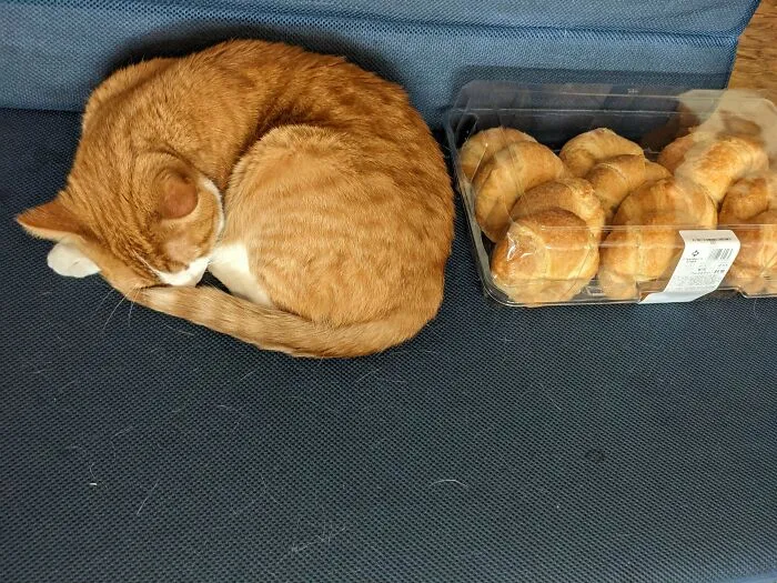 Proud Daddy With His New Litter