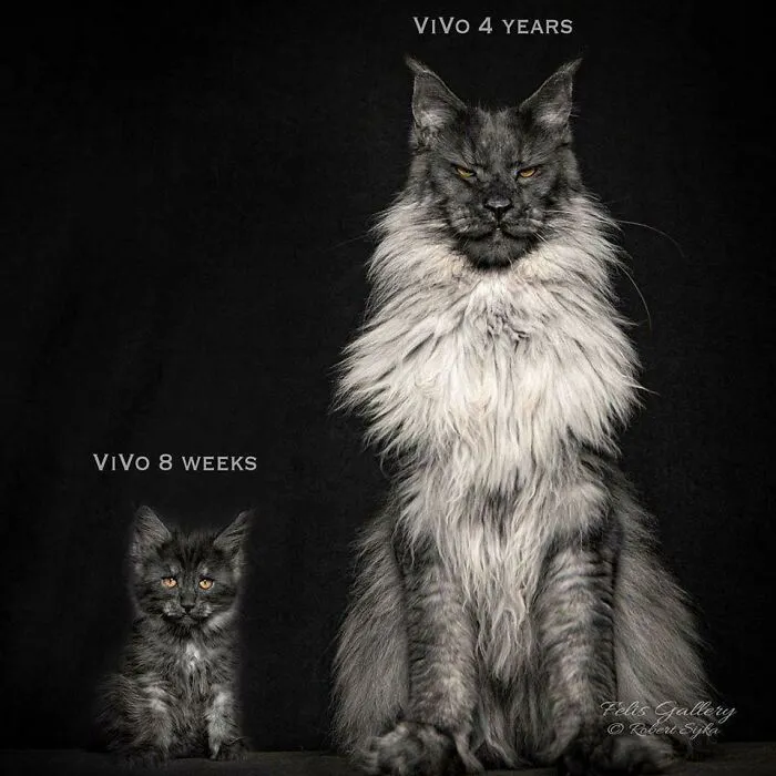 Monster Maine Coon