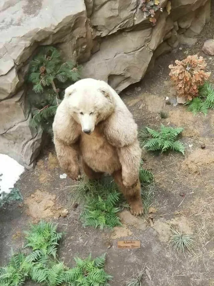 Unidad Absoluta de un Oso Grolar (Híbrido de Oso Polar y Grizzly)