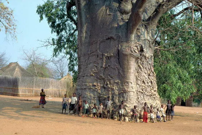 Se dice que este árbol baobab tiene 6.000 años de antigüedad