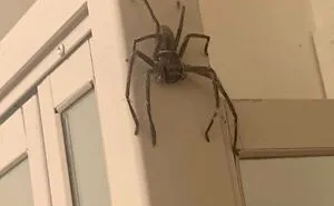 50 "Absolute Unit" Posts That Show Just How Big Things Can Get (New Pics)