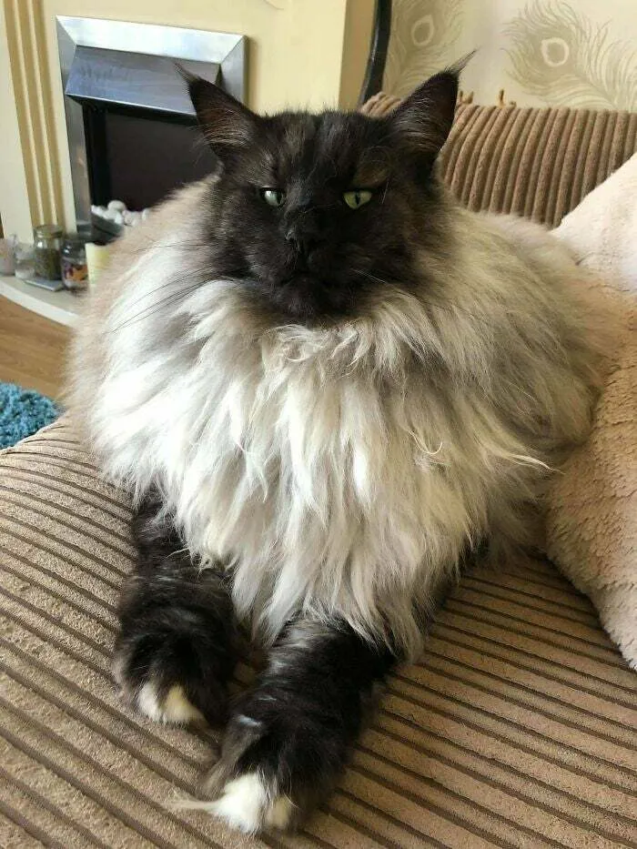 Esta mullida unidad de un gato