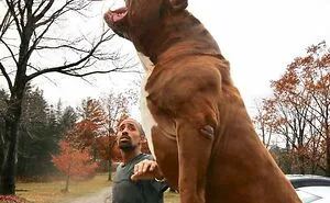 50 "Absolute Unit" Posts That Show Just How Big Things Can Get (New Pics)