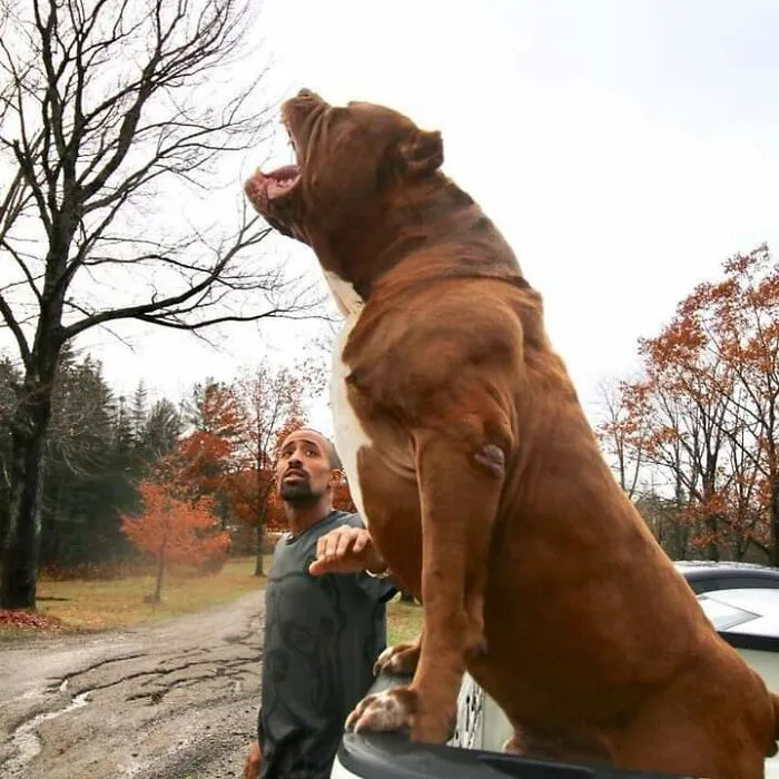 Hulk, The World's Biggest Pitbull