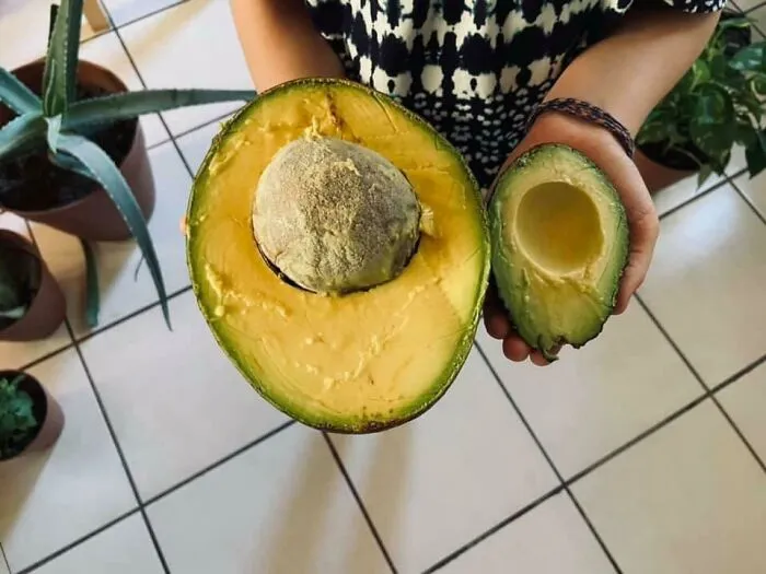 Este aguacate