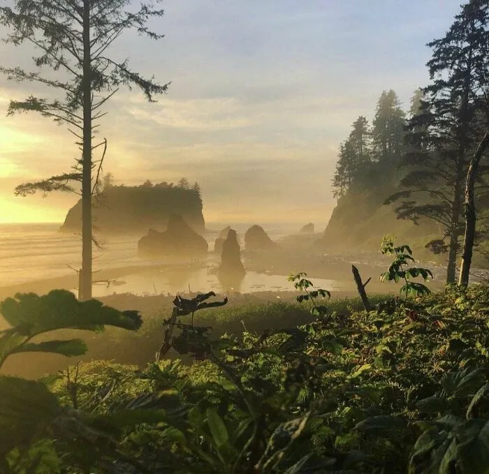 The Area I Used To Work In Washington Looks Like Jurassic Park