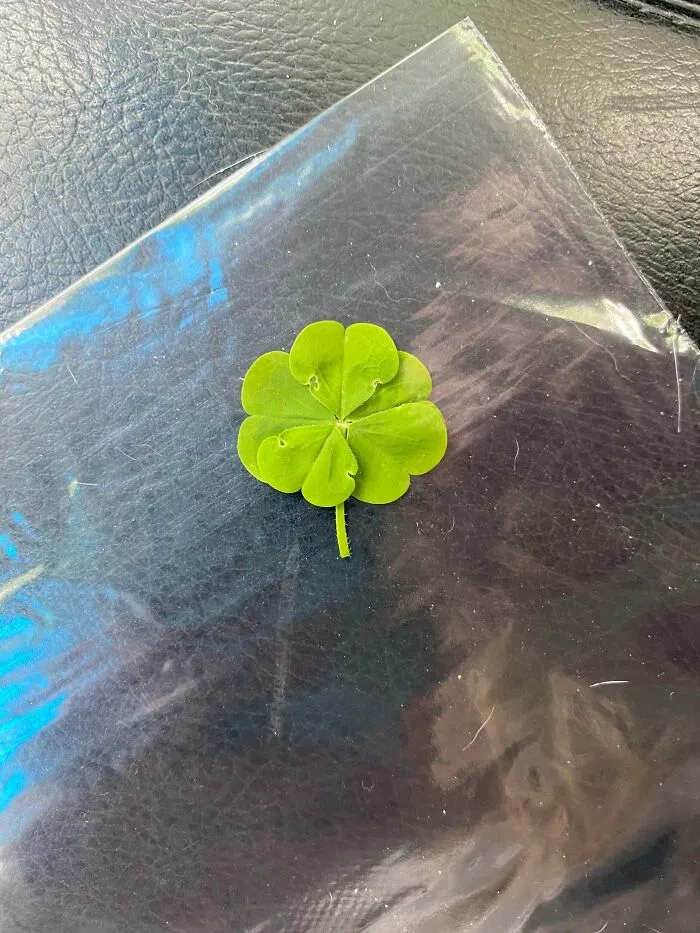 I Found A 5 Leaf Clover!