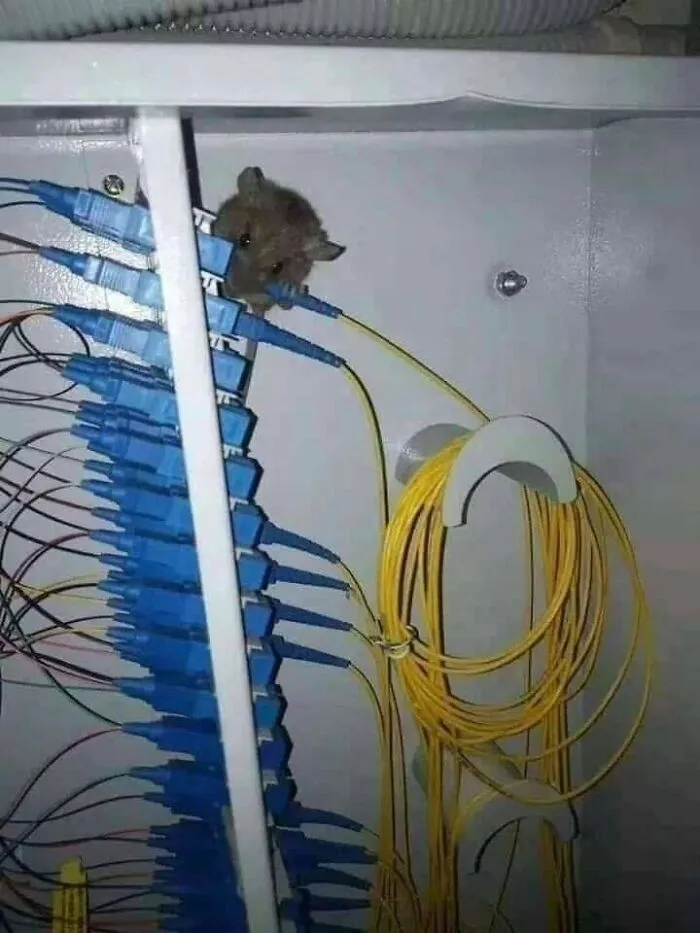 Ratón