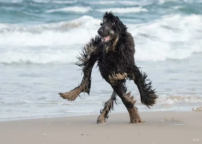 Perro en la playa