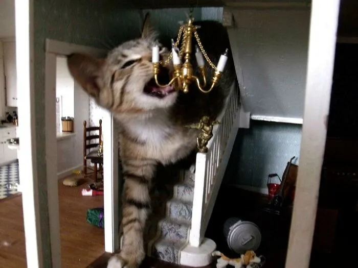 This Cat Is Destroying A House. A Doll House