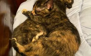 50 Most Wholesome Rescue Pet Photos Of The Month (February Edition)