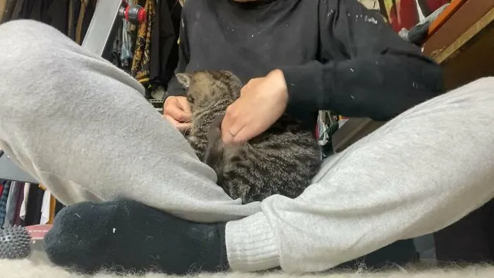 Ayer adopté al gatito Scotty y estamos totalmente obsesionados el uno con el otro