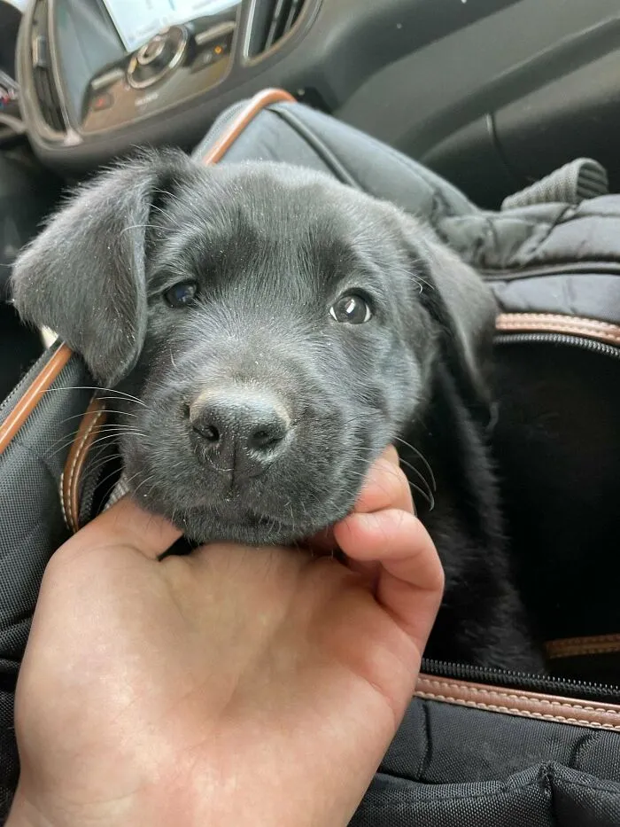 Acabo de ayudar a mi jefe a adoptar un cachorro