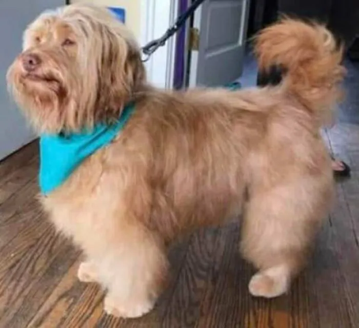 A punto de adoptar a este chico. Se llamará, Beef Supreme
