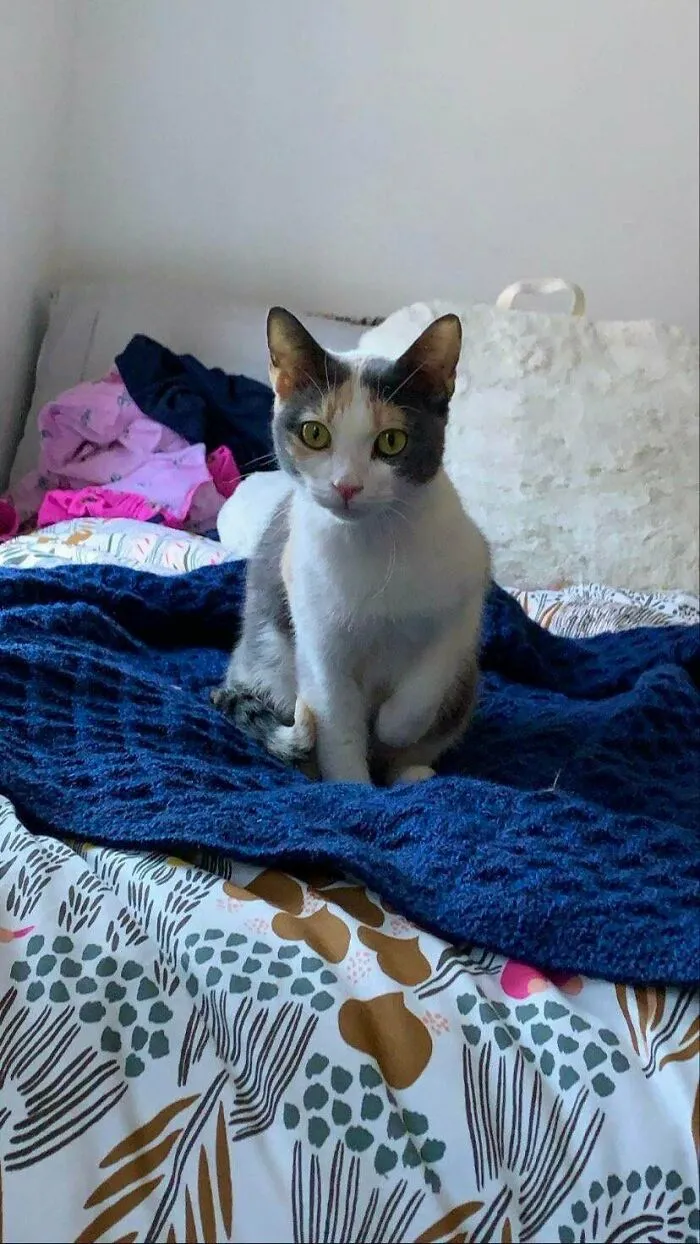 Went To My Local Shelter To Adopt A Cat And This Lovebug Ran Up To Sit In My Lap. She Was Found On A City Sidewalk Giving Birth Months Ago. Her Kittens Have Since Been Adopted But This Mama Cat Has Been Living At The Shelter. She Arrived At My Apartment Today And Has Already Made Herself At Home