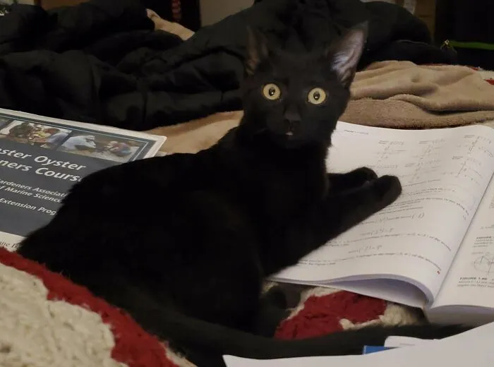 I Volunteer For A Cat Shelter And This Kitten Was Dropped Off By A Woman Who Said Her Neighbors Were Trying To Kill Him Because They Didn't Like Black Cats. After Being Treated For An Abscess On His Leg Caused By A Bb, I've Adopted Him So He Can Derp His Life Away In Comfort And Safety