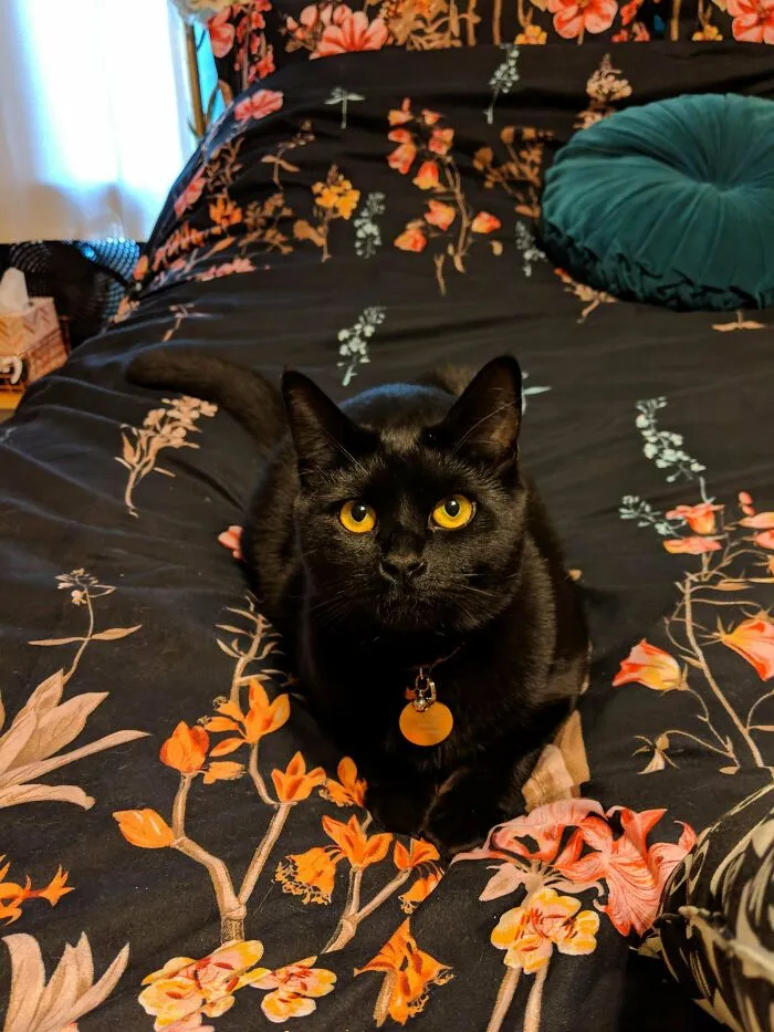 Went To Adopt Orange Cat, Got A Cat With Orange Eyes