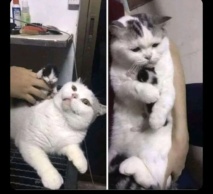 Sterile Cat Gets An Adoption Kitten From The Streets