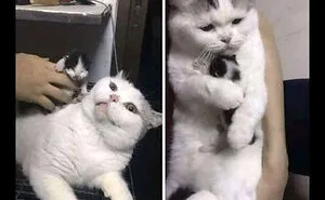 50 Most Wholesome Rescue Pet Photos Of The Month (February Edition)