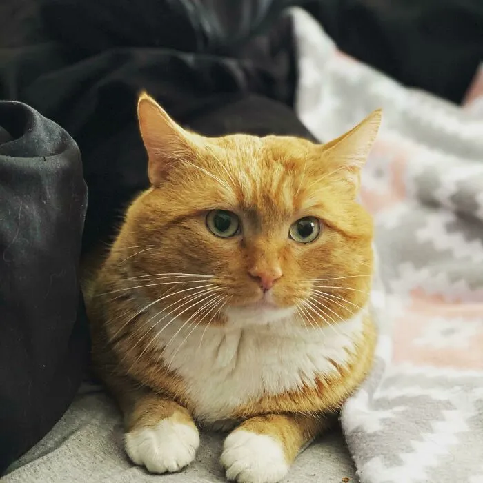 Acabamos de adoptar a este chico esta mañana. Se llama Franklin y tiene 3 años