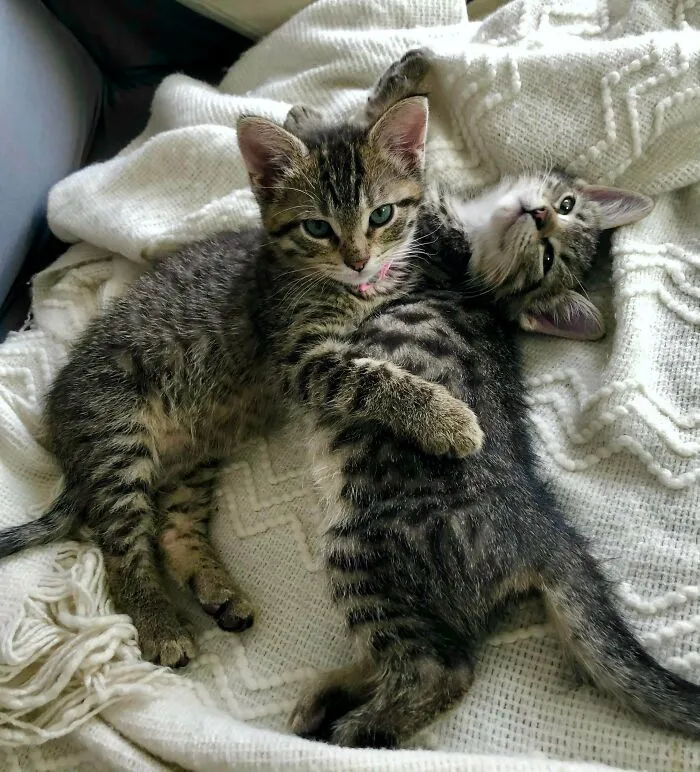 Been Telling Myself The Only Way To Keep Them Together Is To Just Adopt Them Myself. It’s Not My Fault. I Have No Choice