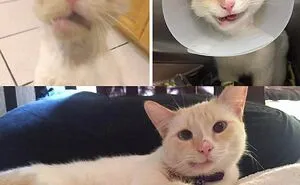 50 Most Wholesome Rescue Pet Photos Of The Month (February Edition)