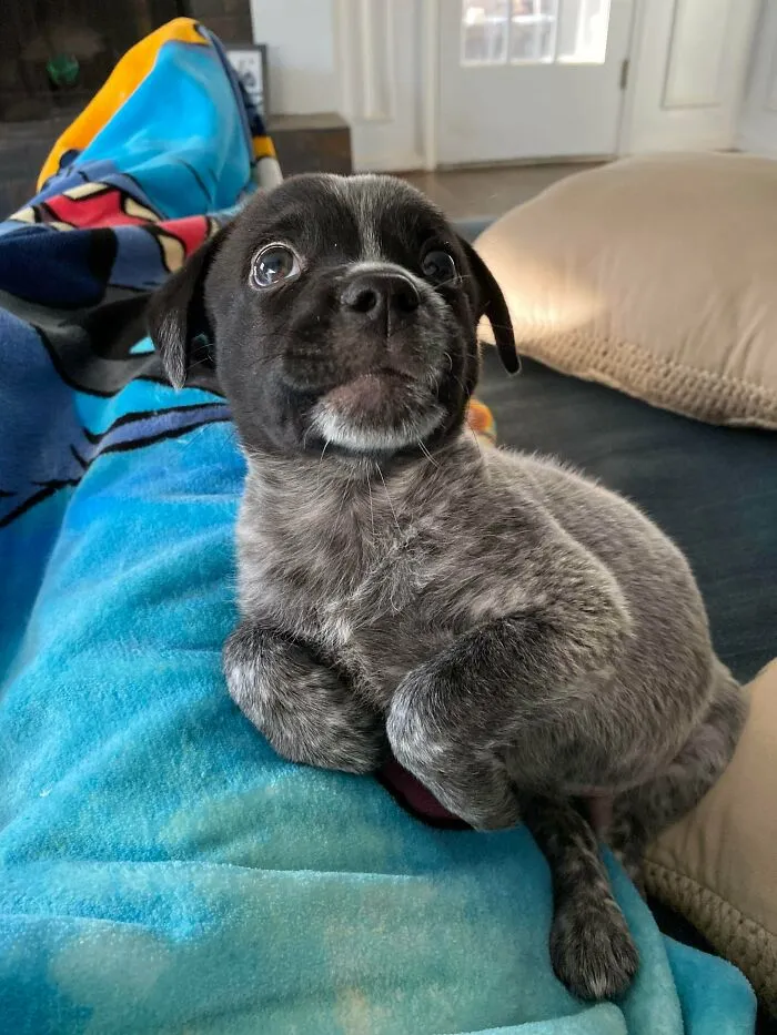Might Have Adopted A Seal Instead Of A Puppo