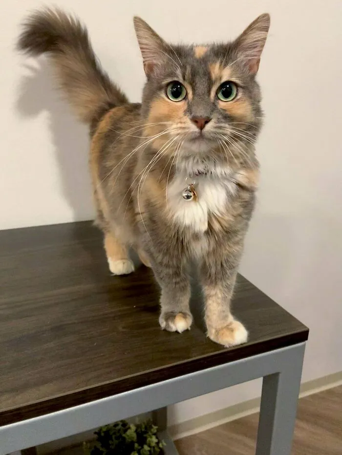 I Just Adopted My First Pet! This Is Kisa, She Is My Emotional Support Animal My BF And I Discovered She’s A Naturally Cuddly Kitty Who Loves Pets! In Only 3 Days She’s Made Her Own Little Nap Spot On My Bed, And We Chill While I Do Homework. She’s Also Beautiful To Boot!