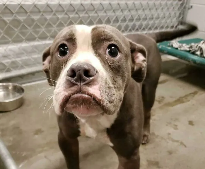 Perro de refugio cerca de mí desde el otoño pasado. ¡Fue adoptado! ¡Ese labio!