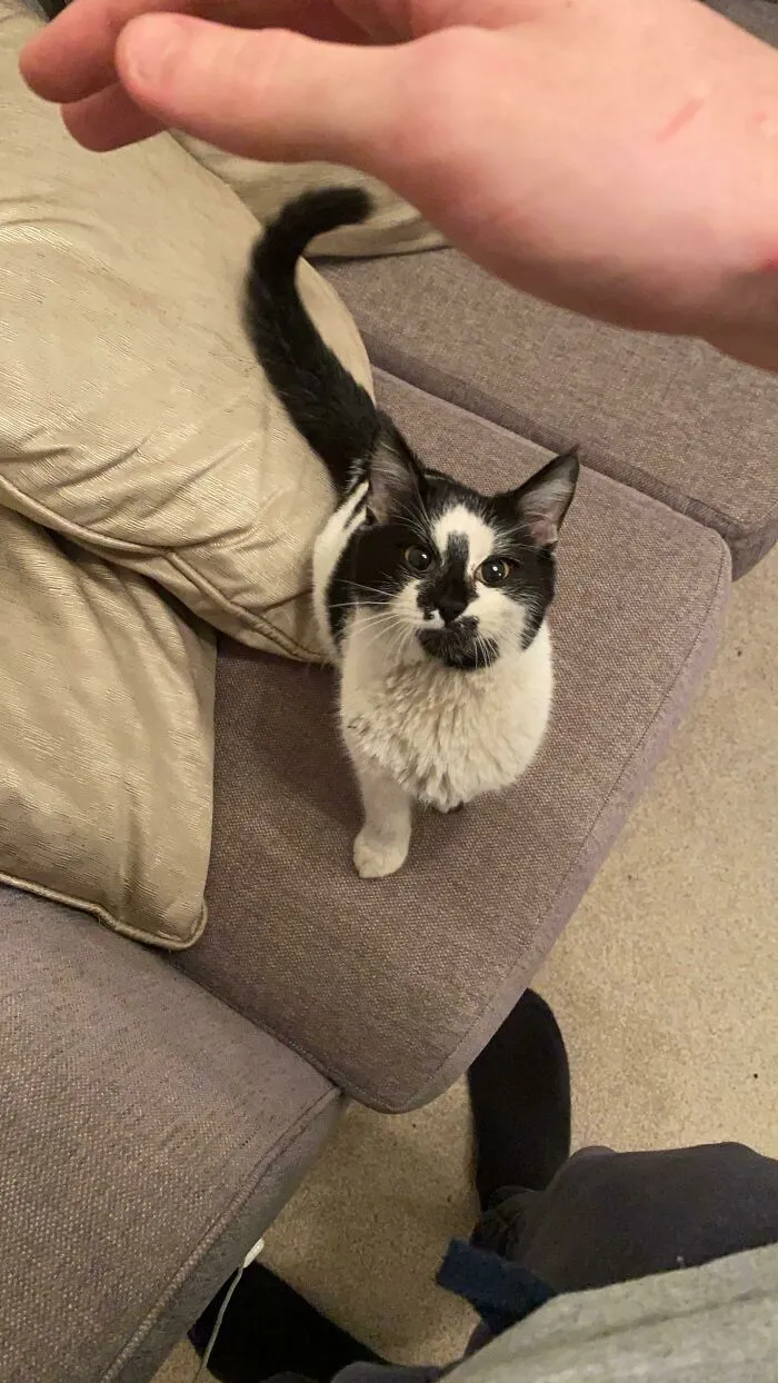 Encontré a este pequeñín gritando solo en el desguace, después de una limpieza y un viaje al veterinario para buscar un microchip, por fin puedo decir que he adoptado mi primer gatito. Bienvenido Arthur