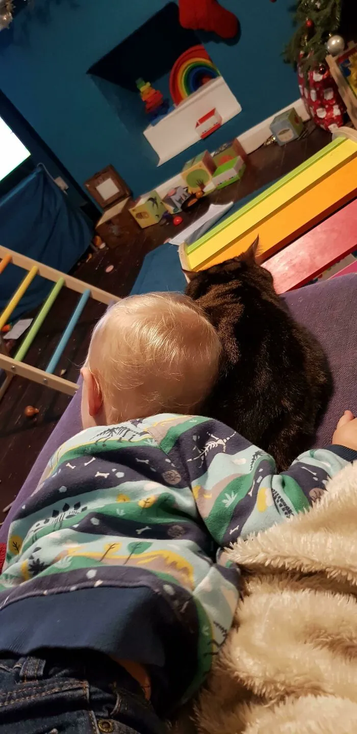 Mi hija dijo ayer "te quiero" por primera vez, por supuesto fue al gato