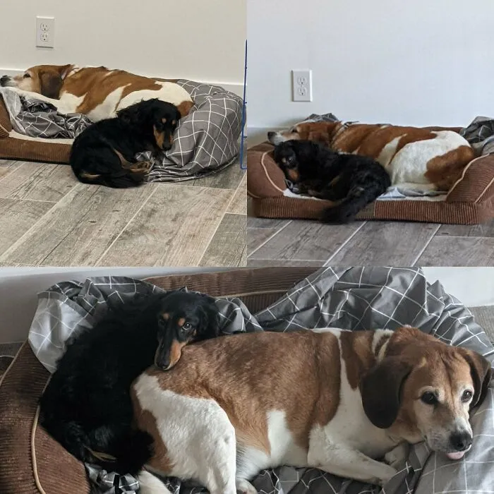 Adoptamos este perro Weiner de 7 años hace dos semanas, mi mezcla de Beagle de 14 años parece estar bien con él