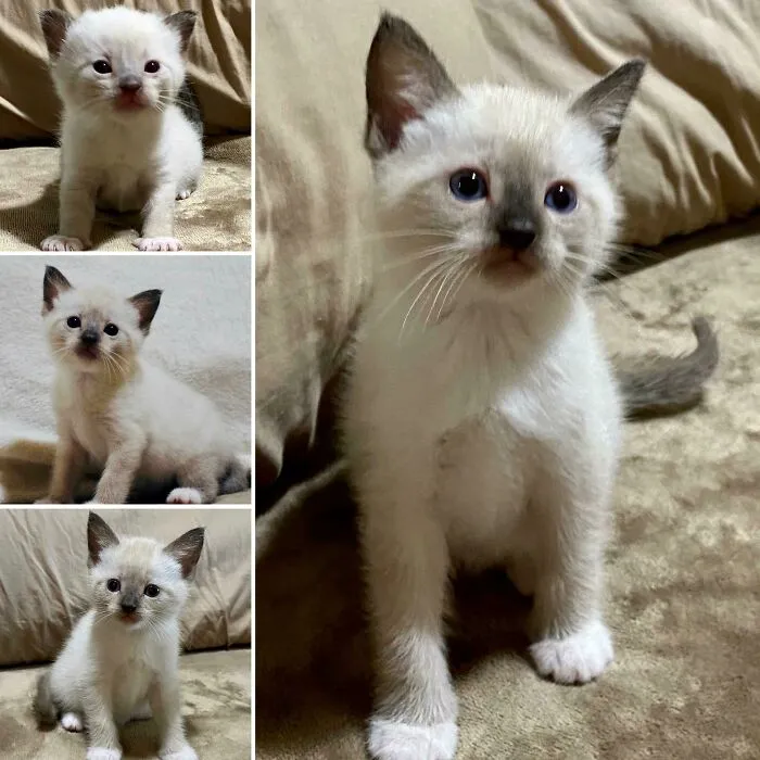 ¡Conozcan a Paisley! Su mamá era una gatita callejera que mi hermana recogió y adoptó. Paisley es ahora una gatita de interior y ha encontrado su hogar "para siempre" conmigo. Estas son fotos de ella a las 3, 4, 5 y 6 semanas