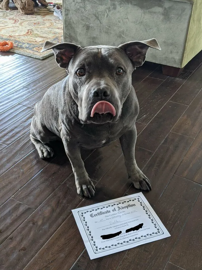 We Officially Ended Our Foster And Now We're His Forever Home!