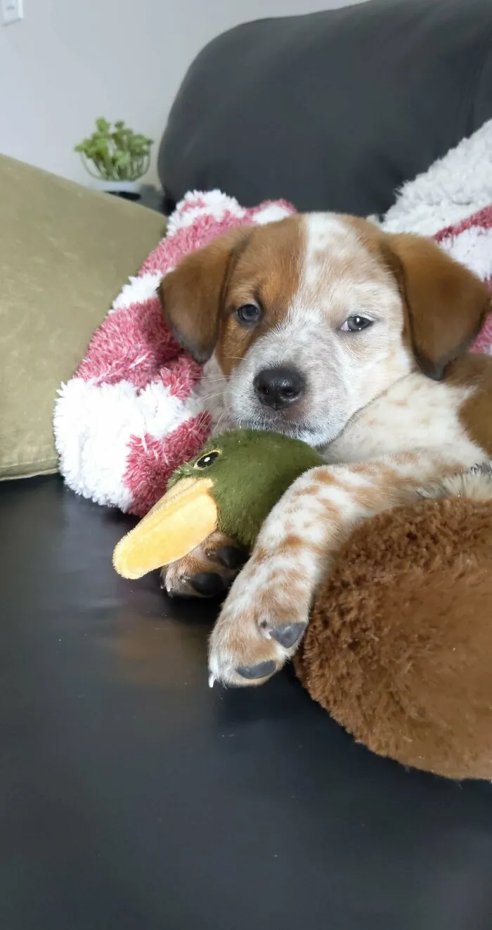 Mi novio y yo finalmente adoptamos un cachorro después de soñarlo durante meses. ¡Bienvenido a casa Winston!