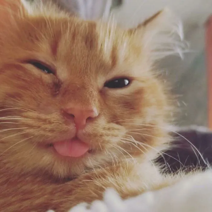 Aquí está el sonriente de Odín sacando la lengua, adoptado con un solo ojo y un corazón muy grande
