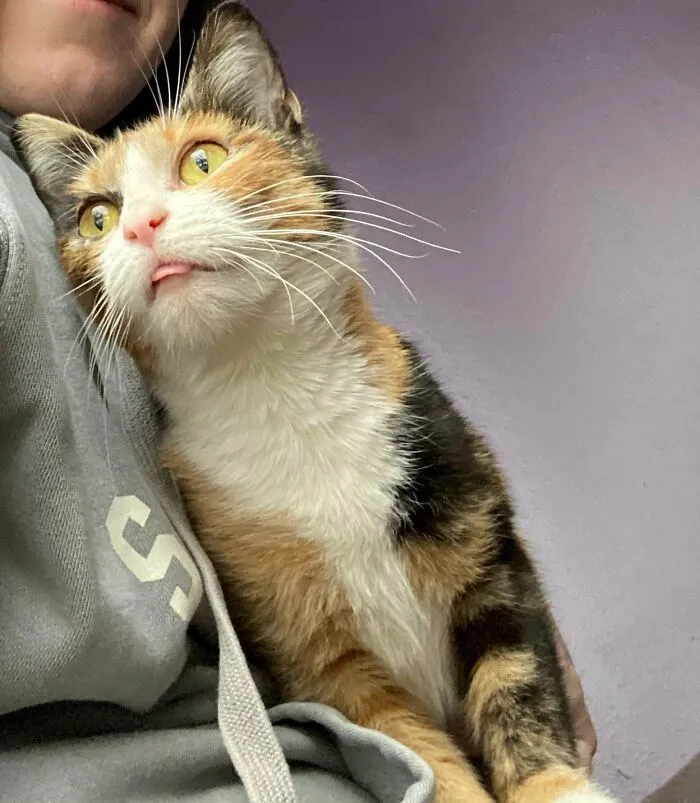 ¡Nuestro nuevo gatito de rescate viendo a la gente quitar la nieve fuera sacando la lengua!