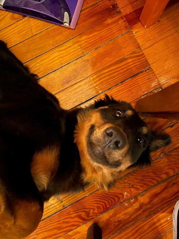 Nuestro nuevo perro rescatado ya nos regala la sonrisa tonta más bonita