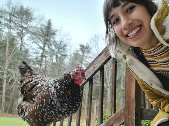 Rescaté la gallina de mi vecina hace unas semanas y ahora viene a llamar a mi puerta todas las mañanas para cotillear