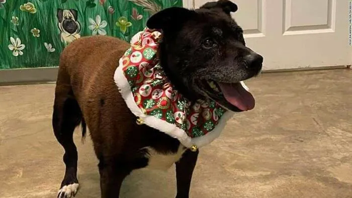 After A Decade In A Shelter, A Rescue Dog Named Wiggles Finally Has A Home