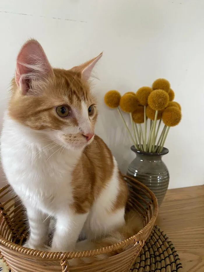 Gizmo, la nueva incorporación a nuestra casa Gizmo, el gatito rescatado, se ha unido hoy a nuestra familia