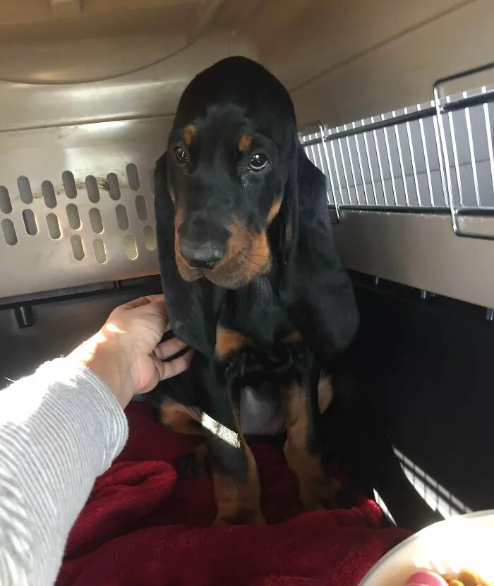 He oído que os gustan los bebés de orejas caídas... Aquí está Charlie el día que la adoptamos