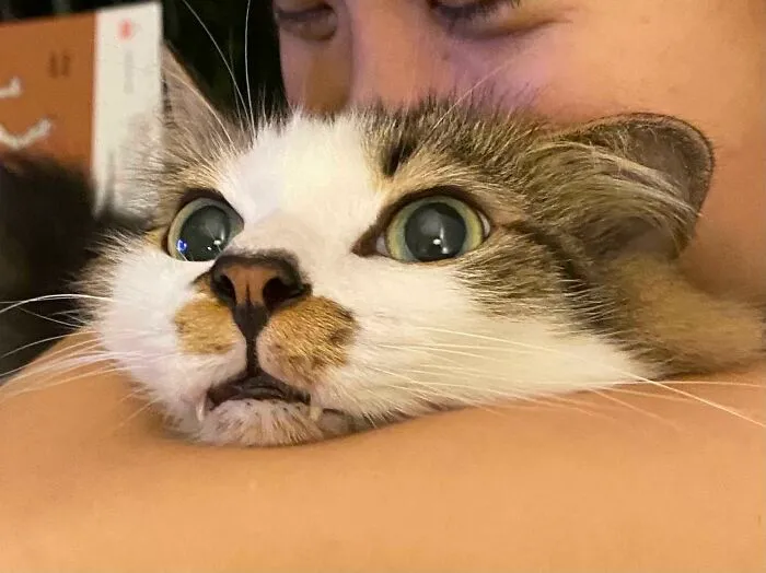 La reacción de un gato cuando fue capturado para darle besos