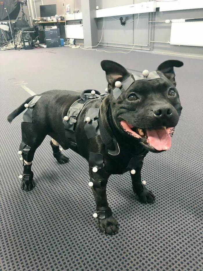 Meet Uuno, The Game Developing Dog