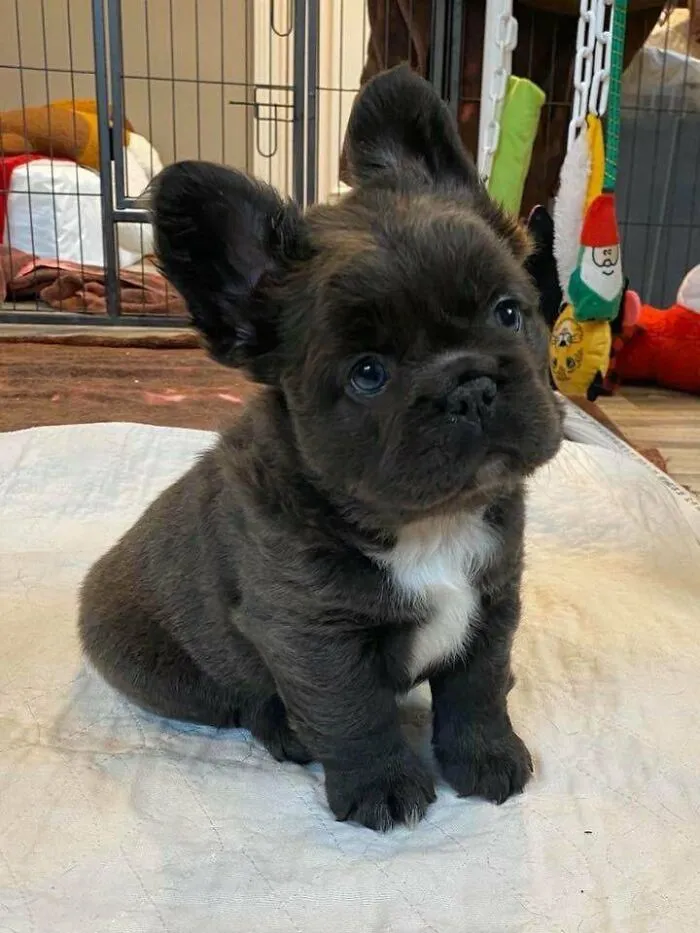 ¿Ha visto alguna vez un Frenchie esponjoso?