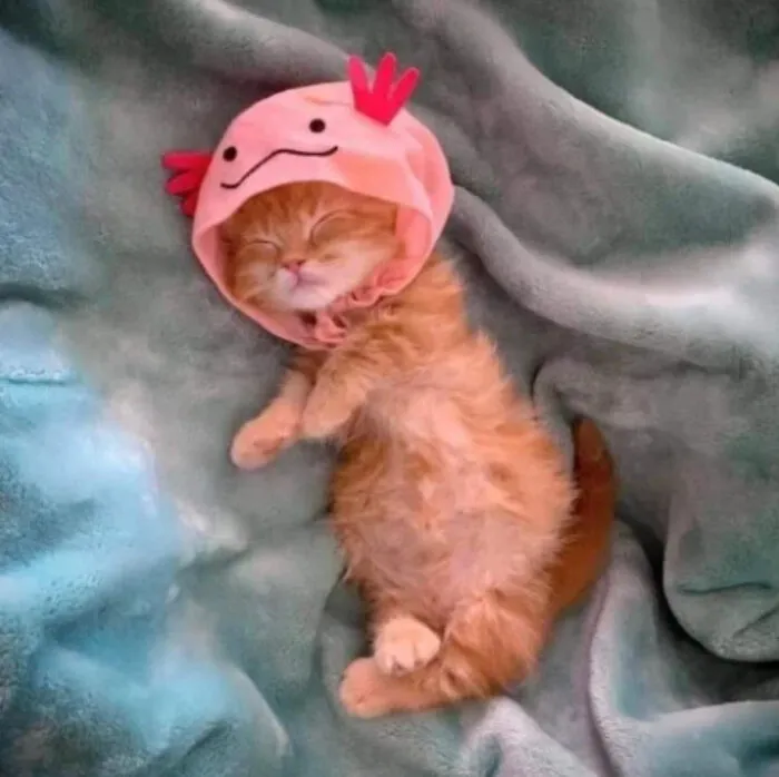 Gatito ajolote