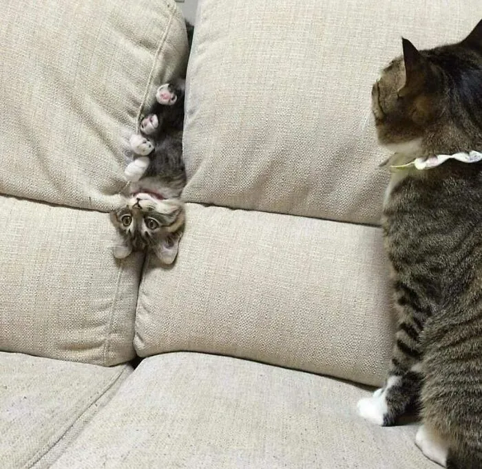 Aprendiendo a hacer de gato. Los avances son lentos