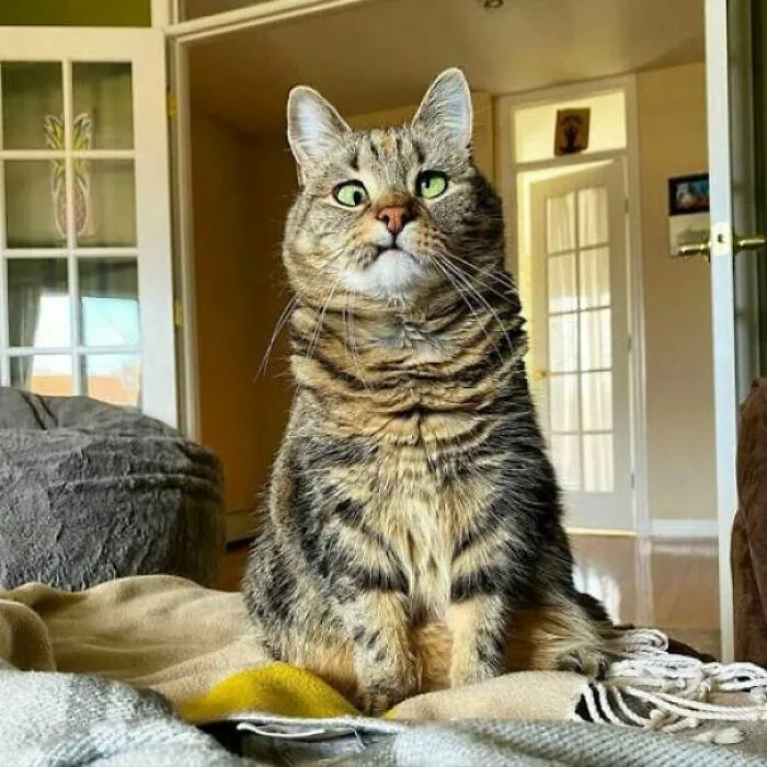 Este gato se llama "Ojos Oliva Locos"
